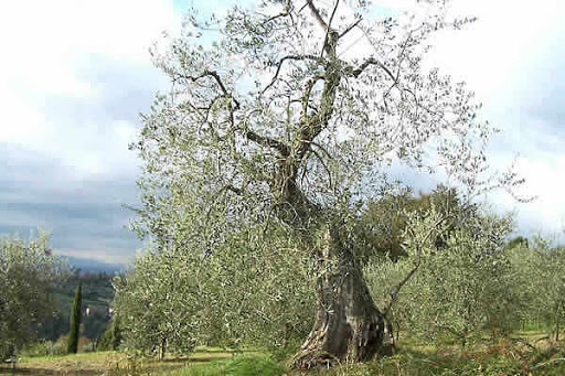 AZIENDA AGRICOLA BARCARELLI